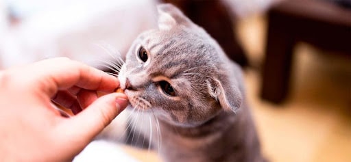 Cat CBD Treats Determine The Correct Dosage
